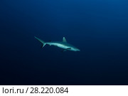 Grey reef shark (Carcharhinus amblyrhynchos) swim in the blue water. Стоковое фото, фотограф Некрасов Андрей / Фотобанк Лори