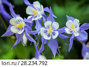 Аквилегия ( лат. Aquilegia) Стоковое фото, фотограф Татьяна Белова / Фотобанк Лори