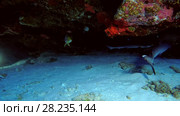 Two young Whitetip reef sharks swimming under coral cornices. Стоковое видео, видеограф Некрасов Андрей / Фотобанк Лори