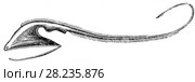Megalopharynx longicaudatus - рыба с гигантскими челюстями из семейства Saccopha - ryngidae. Разнообразие видов глубоководных животных. Стоковая иллюстрация, иллюстратор Макаров Алексей / Фотобанк Лори
