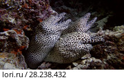Tree Honeycomb Moray on coral reef in the night. Стоковое видео, видеограф Некрасов Андрей / Фотобанк Лори