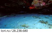 Young Whitetip reef shark swimming in coral cave, Indian Ocean, Maldives. Стоковое видео, видеограф Некрасов Андрей / Фотобанк Лори