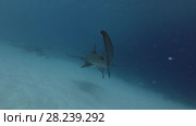 Tawny nurse sharks and Pink whipray swims in daytime over sandy bottom. Стоковое видео, видеограф Некрасов Андрей / Фотобанк Лори