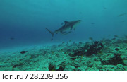Tiger Shark swims over a shallow reef in blue water. Стоковое видео, видеограф Некрасов Андрей / Фотобанк Лори
