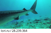 Tiger Shark swim over reef. Стоковое видео, видеограф Некрасов Андрей / Фотобанк Лори