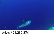 Tiger Shark emerges from the depths in the blue. Стоковое видео, видеограф Некрасов Андрей / Фотобанк Лори