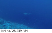 Silvertip Shark swim in the blue ocean Indian Ocean, Maldives. Стоковое видео, видеограф Некрасов Андрей / Фотобанк Лори