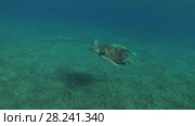 Young female Green Sea Turtle (Chelonia mydas) with Remora fish (Echeneis naucrates) swims and maneuvers over the sandy bottom, Red sea, Marsa Alam, Abu Dabab, Egypt. Стоковое видео, видеограф Некрасов Андрей / Фотобанк Лори