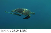 Young female Green Sea Turtle (Chelonia mydas) with Remora fish (Echeneis naucrates) swims in the blue water, Red sea, Marsa Alam, Abu Dabab, Egypt. Стоковое видео, видеограф Некрасов Андрей / Фотобанк Лори