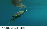 Young female Green Sea Turtle (Chelonia mydas) with Remora fish (Echeneis naucrates) pops up from the depths to surface of water, breathes and dives to the bottom, Red sea, Marsa Alam, Abu Dabab, Egypt. Стоковое видео, видеограф Некрасов Андрей / Фотобанк Лори