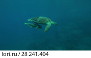 Young female Green Sea Turtle (Chelonia mydas) with Remora fish (Echeneis naucrates) swims in the blue water, Red sea, Marsa Alam, Abu Dabab, Egypt. Стоковое видео, видеограф Некрасов Андрей / Фотобанк Лори
