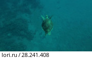 Female Green Sea Turtle (Chelonia mydas) floats in crystal clear water above the sandy bottom, Red sea, Marsa Alam, Abu Dabab, Egypt. Стоковое видео, видеограф Некрасов Андрей / Фотобанк Лори
