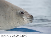 Crabeater seal on ice flow, Antarctica. Стоковое фото, фотограф Vladimir / Фотобанк Лори