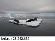 Crabeater seals on ice flow, Antarctica. Стоковое фото, фотограф Vladimir / Фотобанк Лори