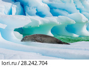 Crabeater seal on ice flow, Antarctica. Стоковое фото, фотограф Vladimir / Фотобанк Лори