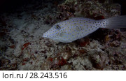 Scrawled Filefish swims in the night. Стоковое видео, видеограф Некрасов Андрей / Фотобанк Лори