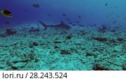 Tiger Shark - Galeocerdo cuvier swim over reef in blue water. Стоковое видео, видеограф Некрасов Андрей / Фотобанк Лори