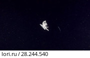Upside Down Jellyfish or Cassiopea Jellyfish swim in the night. Стоковое видео, видеограф Некрасов Андрей / Фотобанк Лори