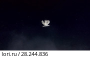 Upside Down Jellyfish or Cassiopea Jellyfish swim in the night. Стоковое видео, видеограф Некрасов Андрей / Фотобанк Лори