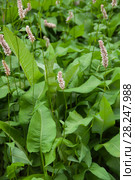 Serpent grass, Polygonum bistorta, snake-root knotgrass, snakeroot, snakeweed close up, горец змеиный. Стоковое фото, фотограф Короленко Елена / Фотобанк Лори
