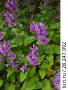 Глухая крапива, яснотка, Lamium purpureum, red dead-nettle, purple dead-nettle, red henbit, purple archangel plants in wild. Стоковое фото, фотограф Короленко Елена / Фотобанк Лори