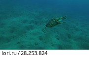 Big male Green Sea Turtle (Chelonia mydas) with Remora fish (Echeneis naucrates) breathes under the surface of water and dives into the depths, Red sea, Marsa Alam, Abu Dabab, Egypt. Стоковое видео, видеограф Некрасов Андрей / Фотобанк Лори