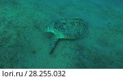 Big male Green Sea Turtle (Chelonia mydas) with Remora fish (Echeneis naucrates) eats the sea grass on a sandy bottom, Red sea, Marsa Alam, Abu Dabab, Egypt. Стоковое видео, видеограф Некрасов Андрей / Фотобанк Лори