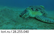 Big Green Sea Turtle (Chelonia mydas) with Remora fish (Echeneis naucrates) eats the sea grass on a sandy bottom, Red sea, Marsa Alam, Abu Dabab, Egypt. Стоковое видео, видеограф Некрасов Андрей / Фотобанк Лори