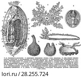 Анатомия голотурии. Стоковая иллюстрация, иллюстратор Макаров Алексей / Фотобанк Лори