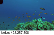 Shoal of Lyretail Anthias (Pseudanthias squamipinnis) over beautiful coral reef, Red sea, Marsa Alam, Abu Dabab, Egypt. Стоковое видео, видеограф Некрасов Андрей / Фотобанк Лори