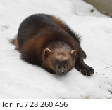 Wolverine, Gulo gulo (Gulo is Latin for "glutton"), also referred to as glutton, carcajou, skunk bear, or quickhatch, lies on snow (focus on muzzle) Стоковое фото, фотограф Валерия Попова / Фотобанк Лори