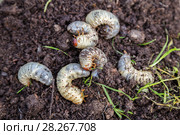 Личинки майского жука. Хрущ майский (Melolontha vulgaris) Стоковое фото, фотограф Ольга Сейфутдинова / Фотобанк Лори