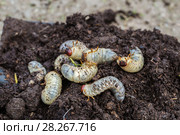 Личинки майского жука. Хрущ майский (Melolontha vulgaris) Стоковое фото, фотограф Ольга Сейфутдинова / Фотобанк Лори