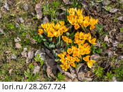 Желтые крокусы. Стоковое фото, фотограф Ольга Сейфутдинова / Фотобанк Лори