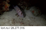 Leopard Grouper - Plectropomus pessuliferus in the night. Стоковое видео, видеограф Некрасов Андрей / Фотобанк Лори
