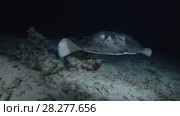 Round ribbontail ray - Taeniura meyeni swim in the night. Стоковое видео, видеограф Некрасов Андрей / Фотобанк Лори