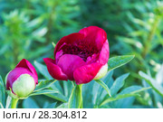 Красный пион Рэд Чарм (Paeonia) Стоковое фото, фотограф Ольга Сейфутдинова / Фотобанк Лори
