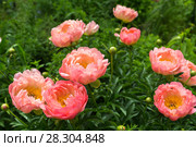 Куст кораллового пиона. Пион межвидовой гибрид Пинк Ховайн Корал (Pink Hawaiian Coral) Стоковое фото, фотограф Ольга Сейфутдинова / Фотобанк Лори