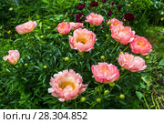 Куст кораллового пиона. Пион межвидовой гибрид Пинк Ховайн Корал (Pink Hawaiian Coral) Стоковое фото, фотограф Ольга Сейфутдинова / Фотобанк Лори
