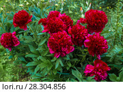 Куст пиона Рэд Чарм (Paeonia) Стоковое фото, фотограф Ольга Сейфутдинова / Фотобанк Лори