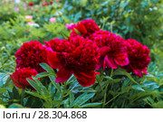 Куст пиона Рэд Чарм (Paeonia) Стоковое фото, фотограф Ольга Сейфутдинова / Фотобанк Лори