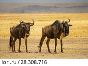 Two blue wildebeests, Ngorongoro Crater, Tanzania. Стоковое фото, агентство BE&W Photo / Фотобанк Лори