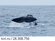 Sperm Whale Diving near Kaikoura, South Island, New Zealand. Стоковое фото, агентство BE&W Photo / Фотобанк Лори