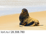 New Zealand Sea lion (Hooker's Sea lion) Otago Peninsular, New Zealand. Стоковое фото, агентство BE&W Photo / Фотобанк Лори