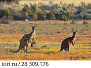 Female, male and joey eastern grey kangaroos (Macropus giganteus), Coorong National Park Australia. Стоковое фото, агентство BE&W Photo / Фотобанк Лори