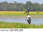 The black-necked stork (Ephippiorhynchus asiaticus) is a tall long-necked wading bird in the stork family, Kakadu National Park Australia. Стоковое фото, агентство BE&W Photo / Фотобанк Лори