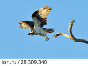The osprey (Pandion haliaetus), Rio Lagartos Natural Reserve, Mexico. Стоковое фото, агентство BE&W Photo / Фотобанк Лори