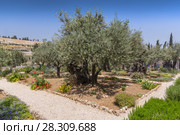 Olive trees in the garden of Gethsemane, Jerusalem, Israel. Стоковое фото, агентство BE&W Photo / Фотобанк Лори