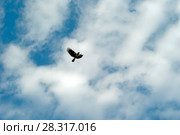 Flying crow with outstretched wings against a blue sky with clouds. Стоковое фото, фотограф Евгений Харитонов / Фотобанк Лори