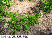 Potato field. Стоковое фото, фотограф Ольга Сейфутдинова / Фотобанк Лори